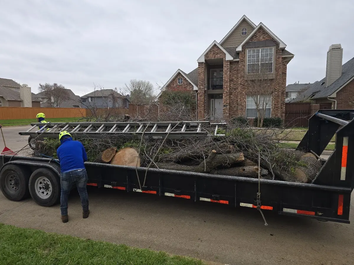 Expert Tree Fertilization with proper safety equipment in Essex
